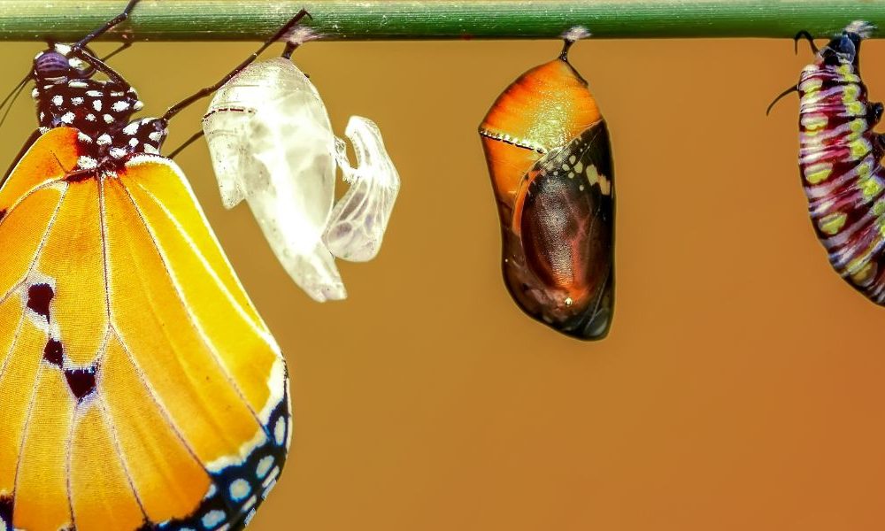 A caterpillar going through the phases of metamorphosis.